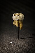 Denisova molarının kopyası. MtDNA'yı incelemek için köklerin bir kısmı tahrip edildi. Boyutları ve şekilleri Neandertal ve H. sapiens olmadığını göstermektedir.