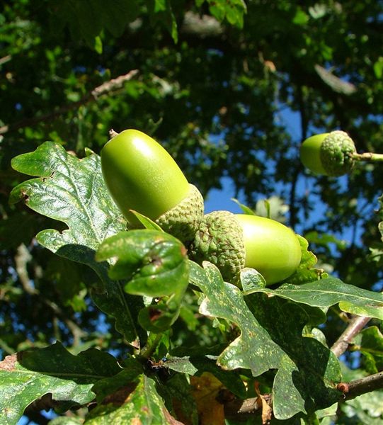 Palamut (yemiş)