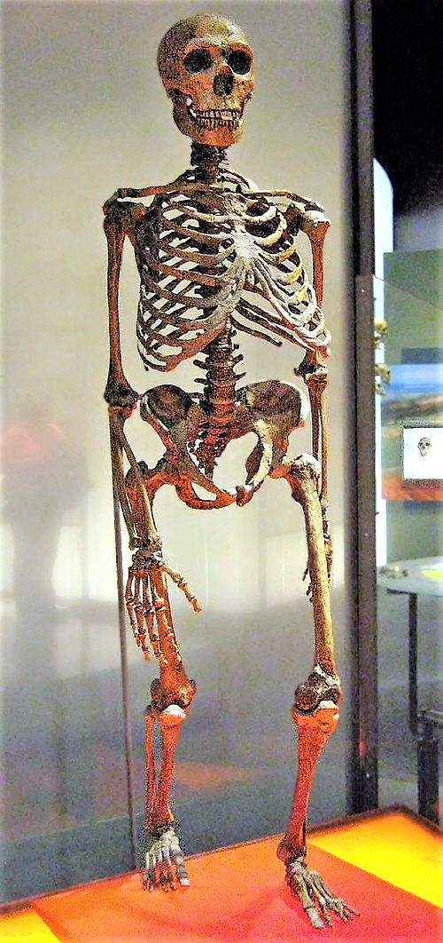 Neandertal adamı