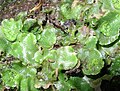 Lunularia cruciata, bir ciğer otu tallusu.