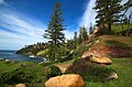 Araucaria heterophylla