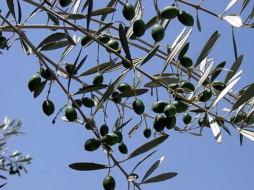 Zeytin dalı