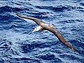 Tristran albatrosu (Diomedea dabbenena)