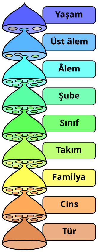 Üst âlem
