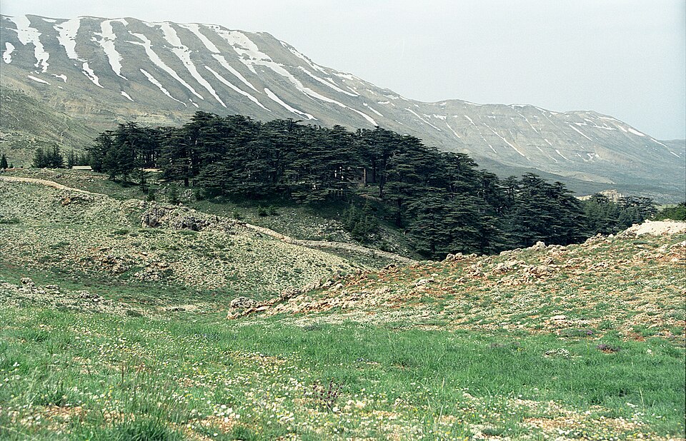 Sedir Ormanı