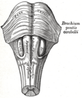 Medulla oblongata ve ponsun anteroinferior görünümü.