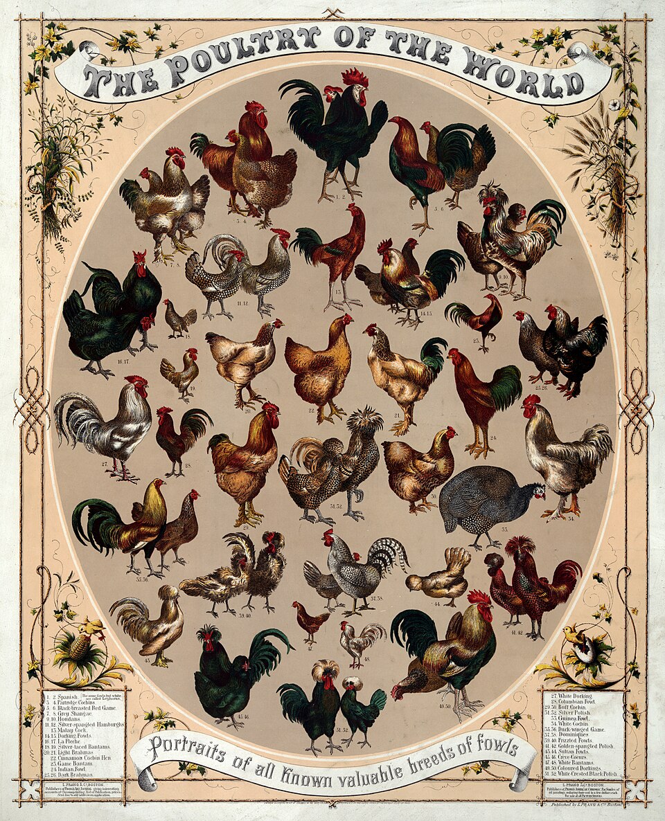 Kümes hayvanları