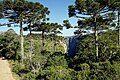 Araucaria angustifolia
