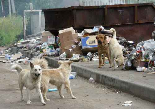 Sokak köpeği