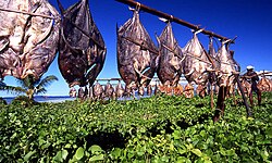 rows of fish hang from string, drying in the Sun