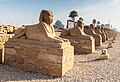 Bir zamanlar Karnak ve Luksor tapınaklarını birbirine bağlayan, insan başlı sfenkslerden oluşan bir cadde olan Luksor Dromosu.